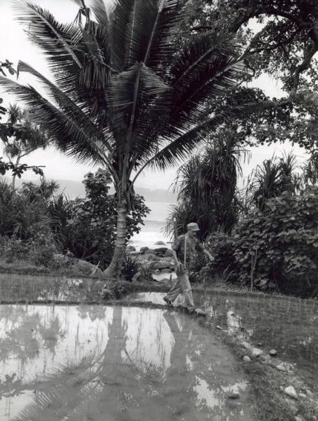 soldaat over sawah dijkje foto Hugo Wilmar 1947 